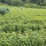 当年枫香苗可以提前定了，马上可以移栽了，欢迎新老客户定购
