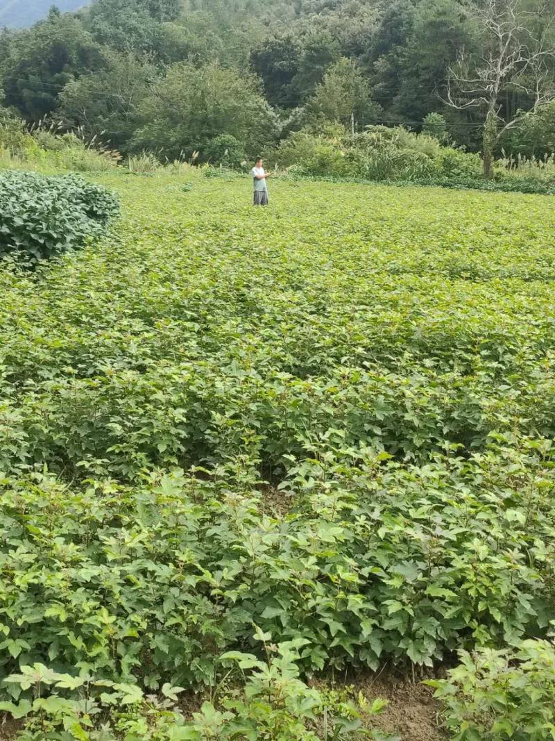 当年枫香苗可以提前定了，马上可以移栽了，欢迎新老客户定购