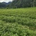 当年枫香苗可以提前定了，马上可以移栽了，欢迎新老客户定购
