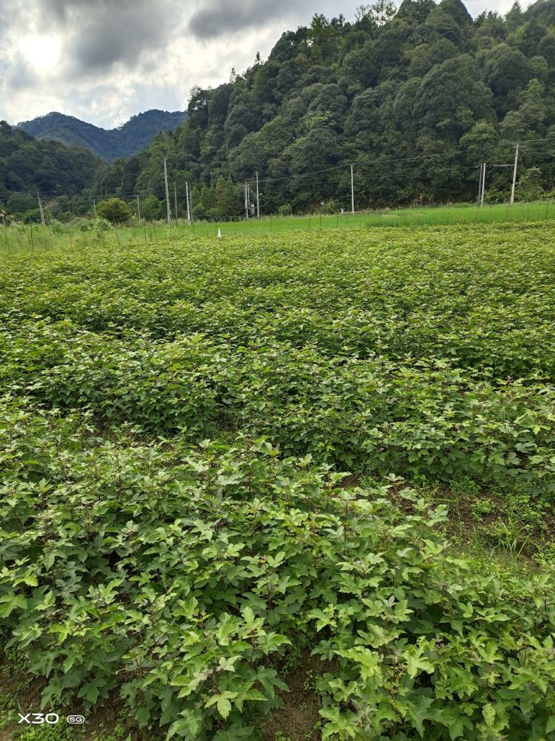 当年枫香苗可以提前定了，马上可以移栽了，欢迎新老客户定购