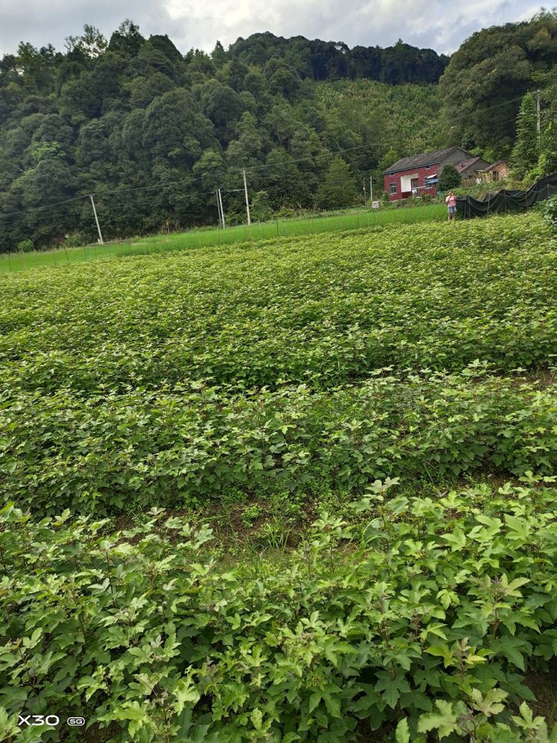 当年枫香苗可以提前定了，马上可以移栽了，欢迎新老客户定购