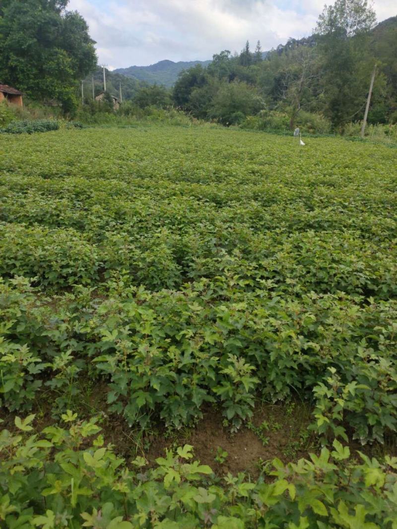 当年枫香苗可以提前定了，马上可以移栽了，欢迎新老客户定购