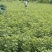 当年枫香苗可以提前定了，马上可以移栽了，欢迎新老客户定购