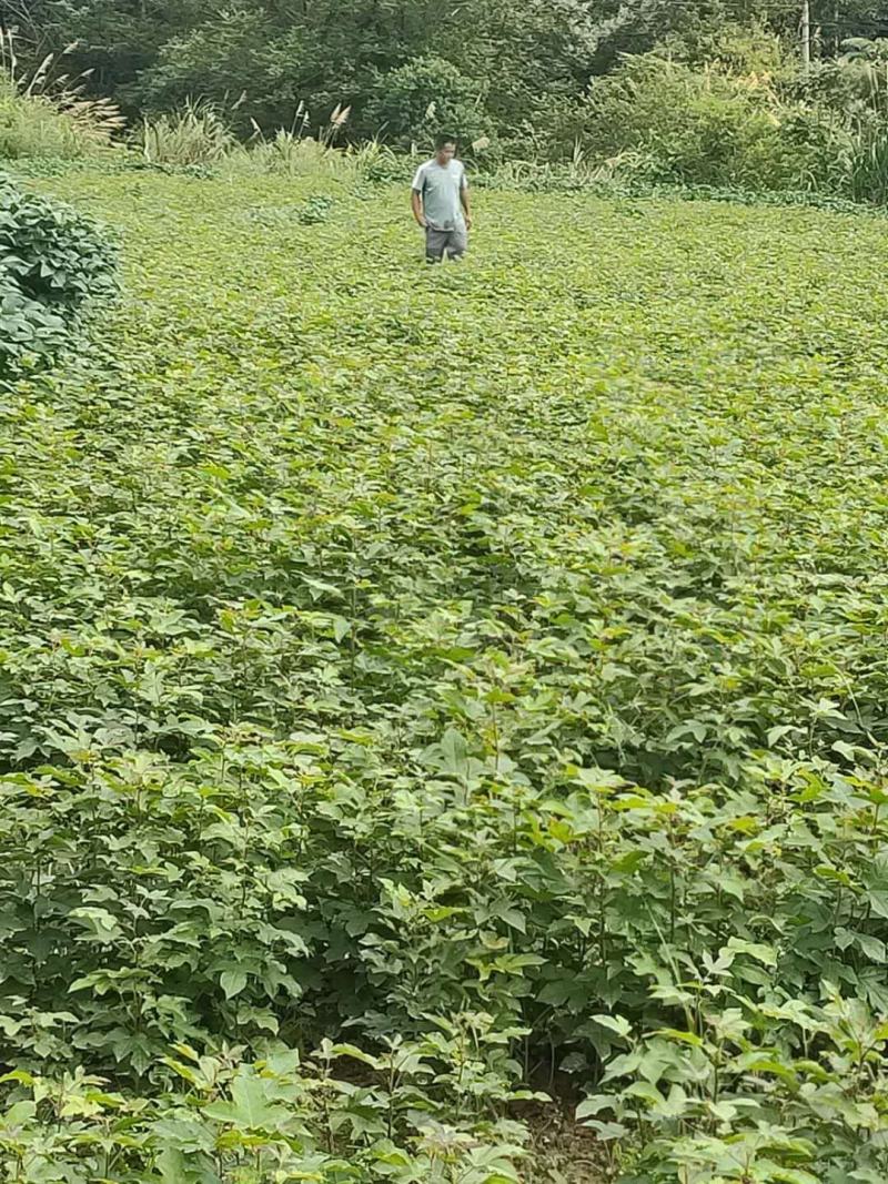 当年枫香苗可以提前定了，马上可以移栽了，欢迎新老客户定购