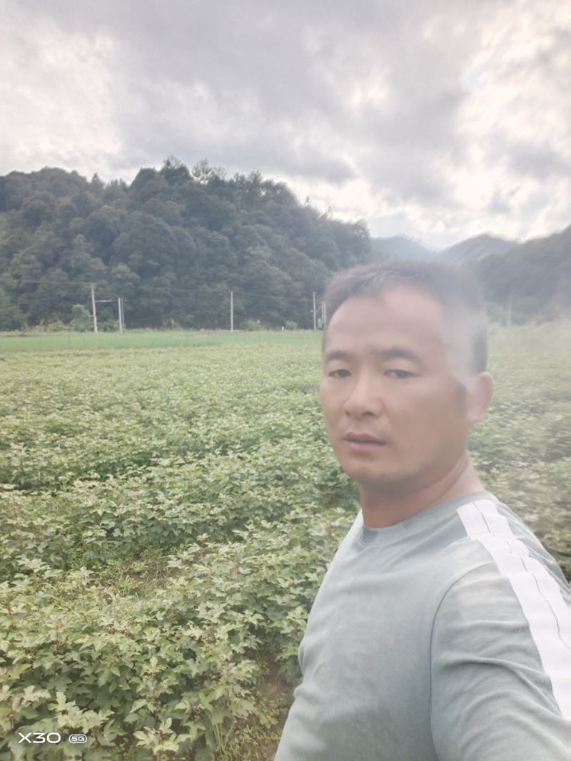 当年枫香苗可以提前定了，马上可以移栽了，欢迎新老客户定购