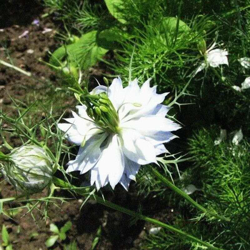 黑种草种子混色香草波斯宝石黑子草阳台盆栽观花花海种子