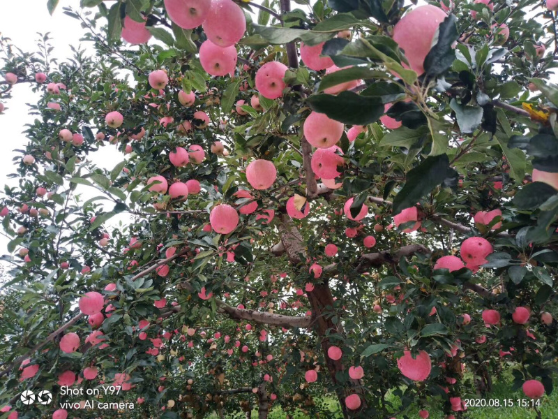 洛川苹果