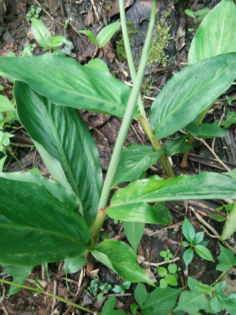 草果苗，粗壮，生命力强，叶片好肥壮