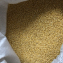 小米质优价廉的黄金苗小米