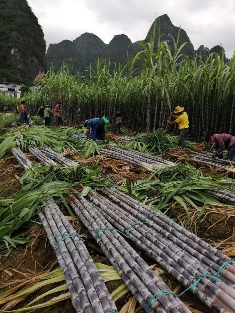 黑皮甘蔗，产地直销，质量保证，提供返程货车。