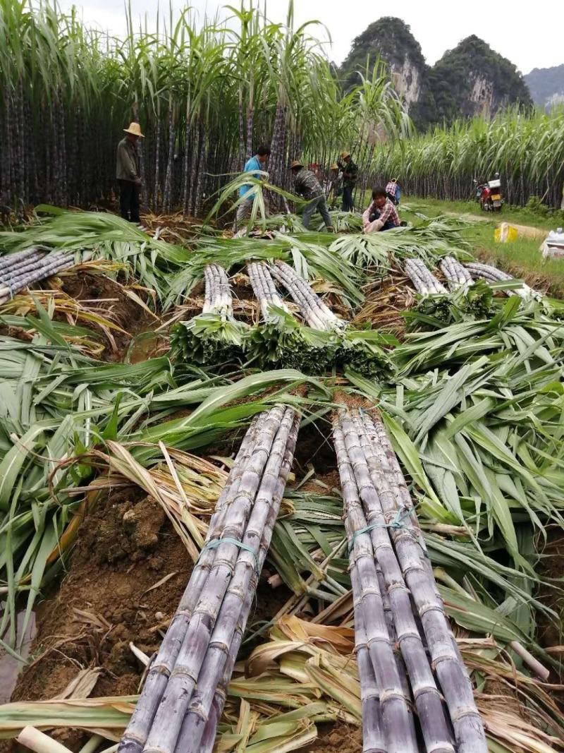 黑皮甘蔗，产地直销，质量保证，提供返程货车。