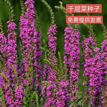 千屈菜种子多年生水生植物耐寒耐热耐湿进口宿根花海花卉种子