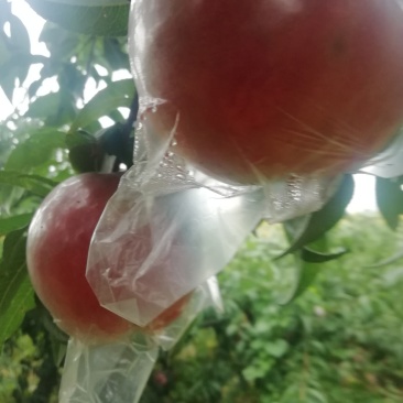 位于灵宝高坡优质秦王桃大量上市中。