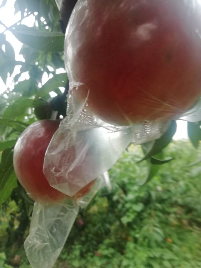 位于灵宝高坡优质秦王桃大量上市中。