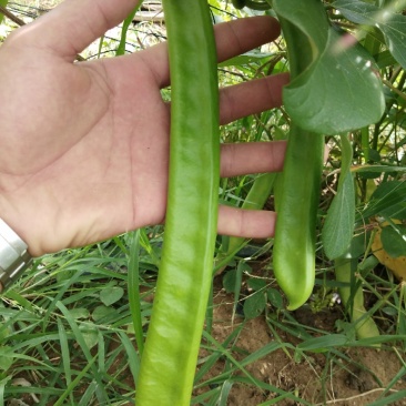 巴西刀豆