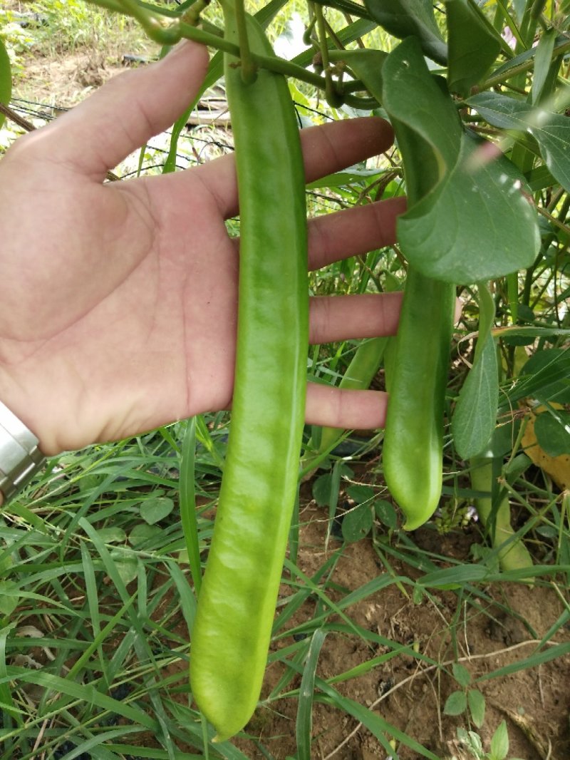 巴西刀豆