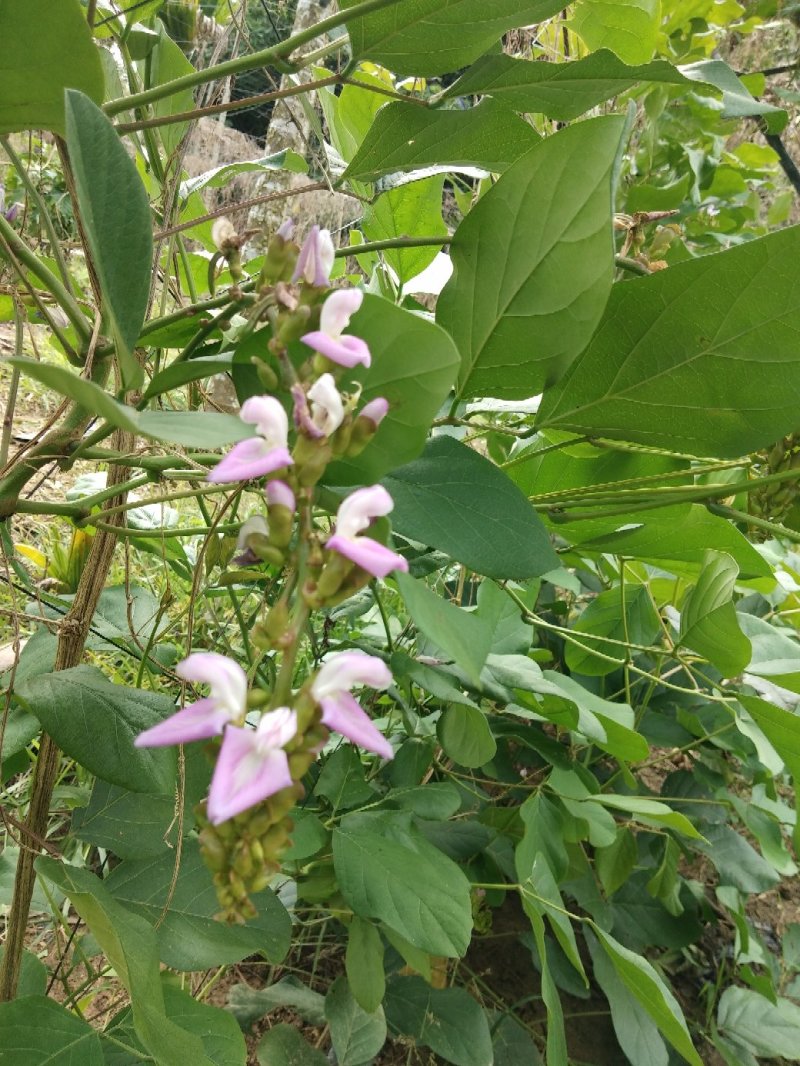 巴西刀豆