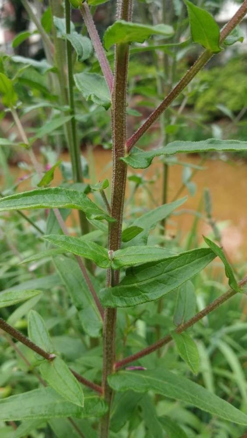 千屈菜种子多年生水生植物耐寒耐热耐湿进口宿根花海花卉种子