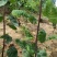 【黄庐，红庐小苗】定植二至十二公分，工程一级苗自家种植