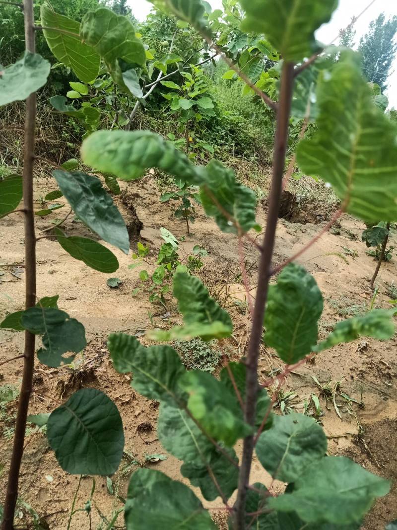 【黄庐，红庐小苗】定植二至十二公分，工程一级苗自家种植