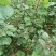 【黄庐，红庐小苗】定植二至十二公分，工程一级苗自家种植
