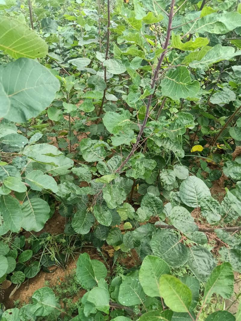 【黄庐，红庐小苗】定植二至十二公分，工程一级苗自家种植