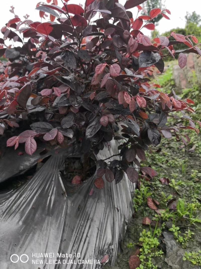 郫县红继木基地，红继木自家货源价格低，成都红继木种植户。