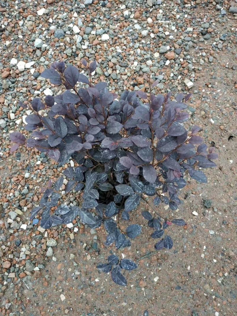 郫县红继木基地，红继木自家货源价格低，成都红继木种植户。