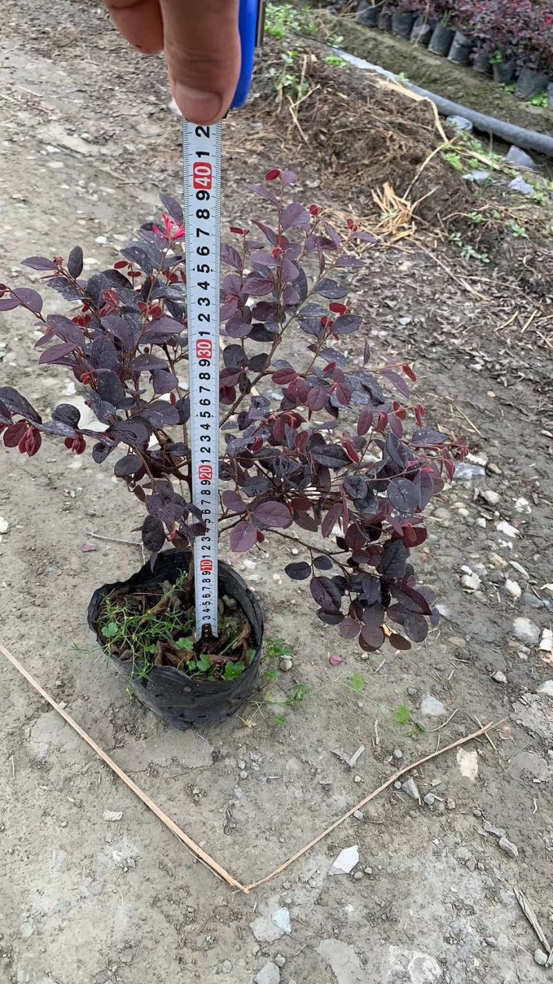 郫县红继木基地，红继木自家货源价格低，成都红继木种植户。