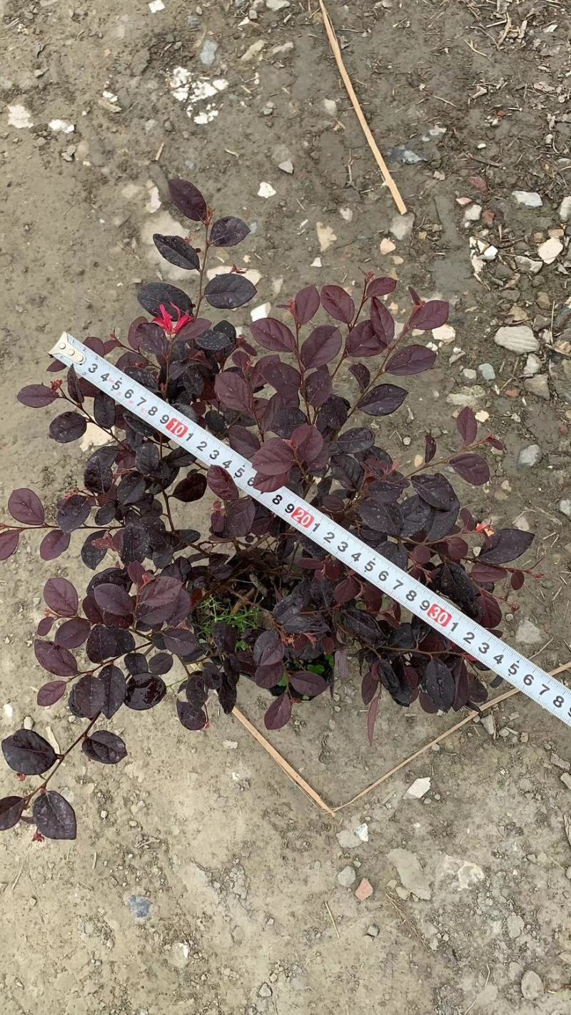 郫县红继木基地，红继木自家货源价格低，成都红继木种植户。