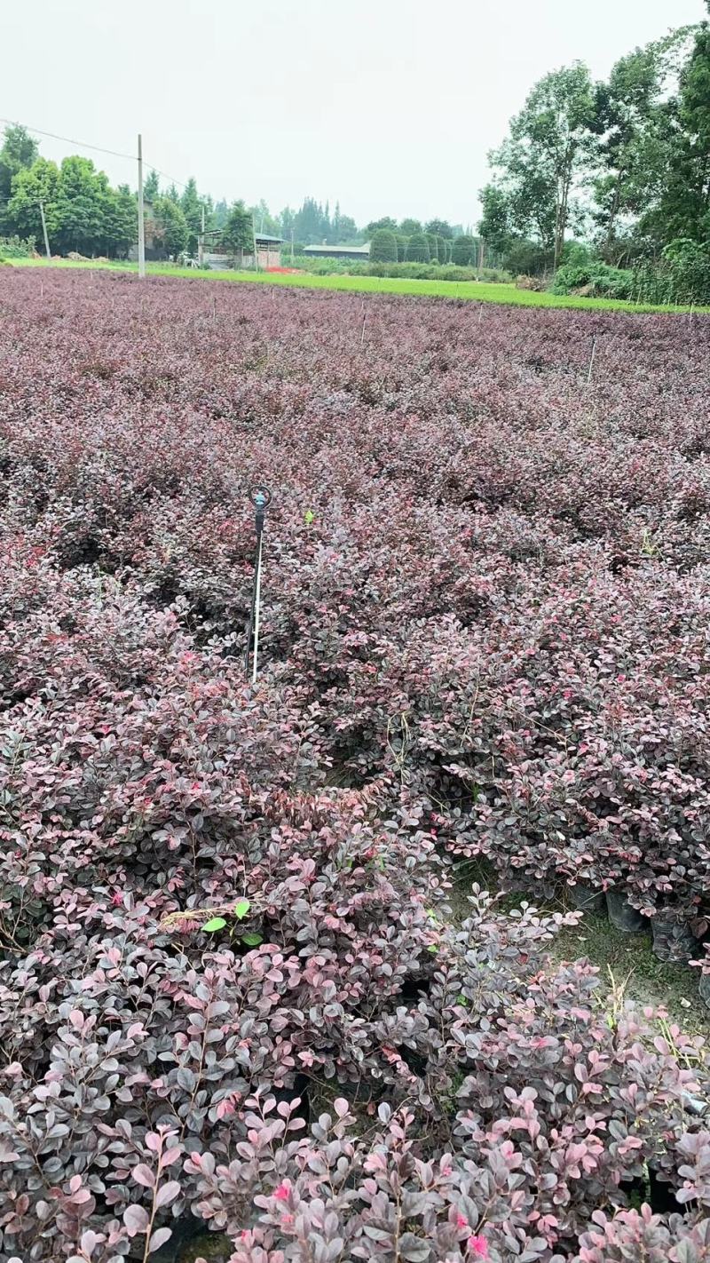 郫县红继木基地，红继木自家货源价格低，成都红继木种植户。