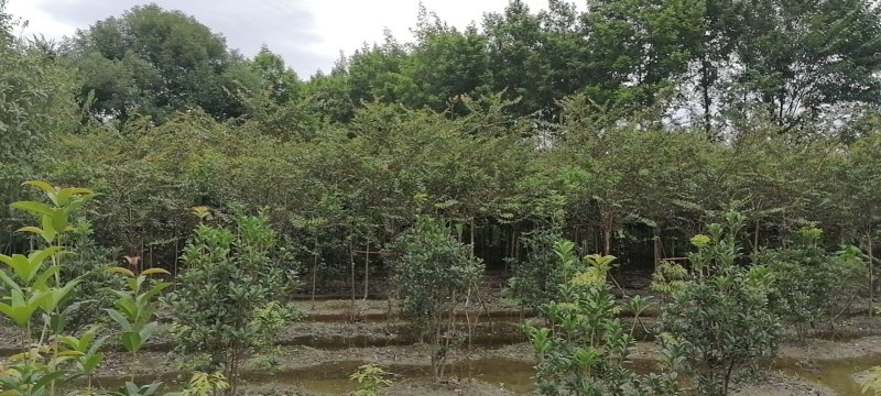 四川大红紫薇单杆米径4-5公分，高度300-400公分。