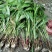 洒金一叶兰，地苗，高度40-50公分，冠幅5-10公分。