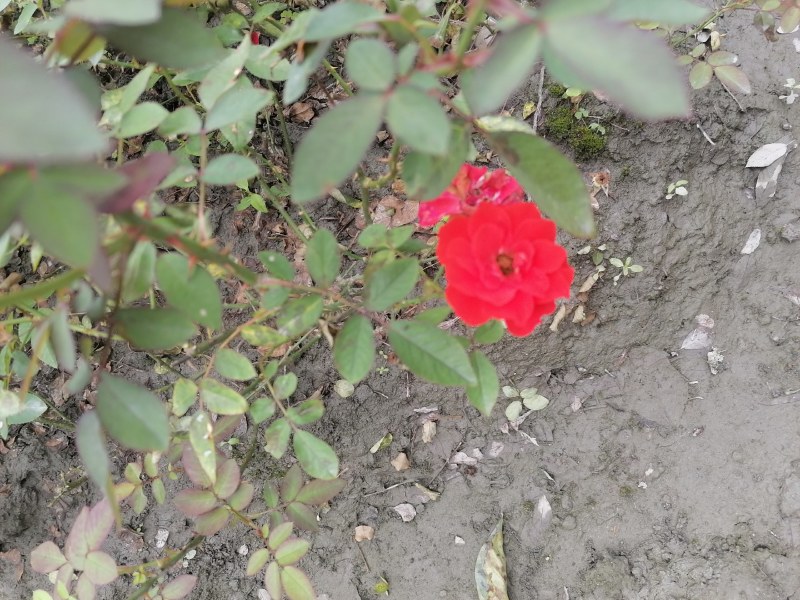 丰花月季地苗30-35公分高，颜色纯正，工程用苗。