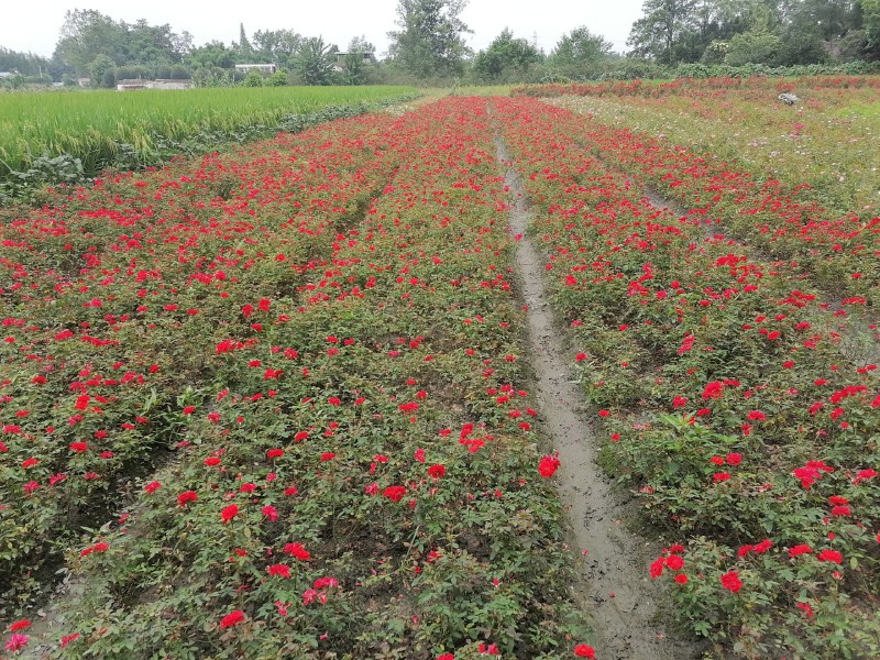 丰花月季地苗30-35公分高，颜色纯正，工程用苗。
