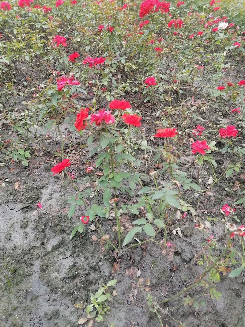 丰花月季地苗30-35公分高，颜色纯正，工程用苗。