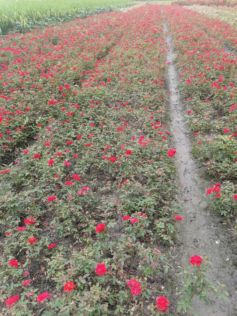 丰花月季地苗30-35公分高，颜色纯正，工程用苗。