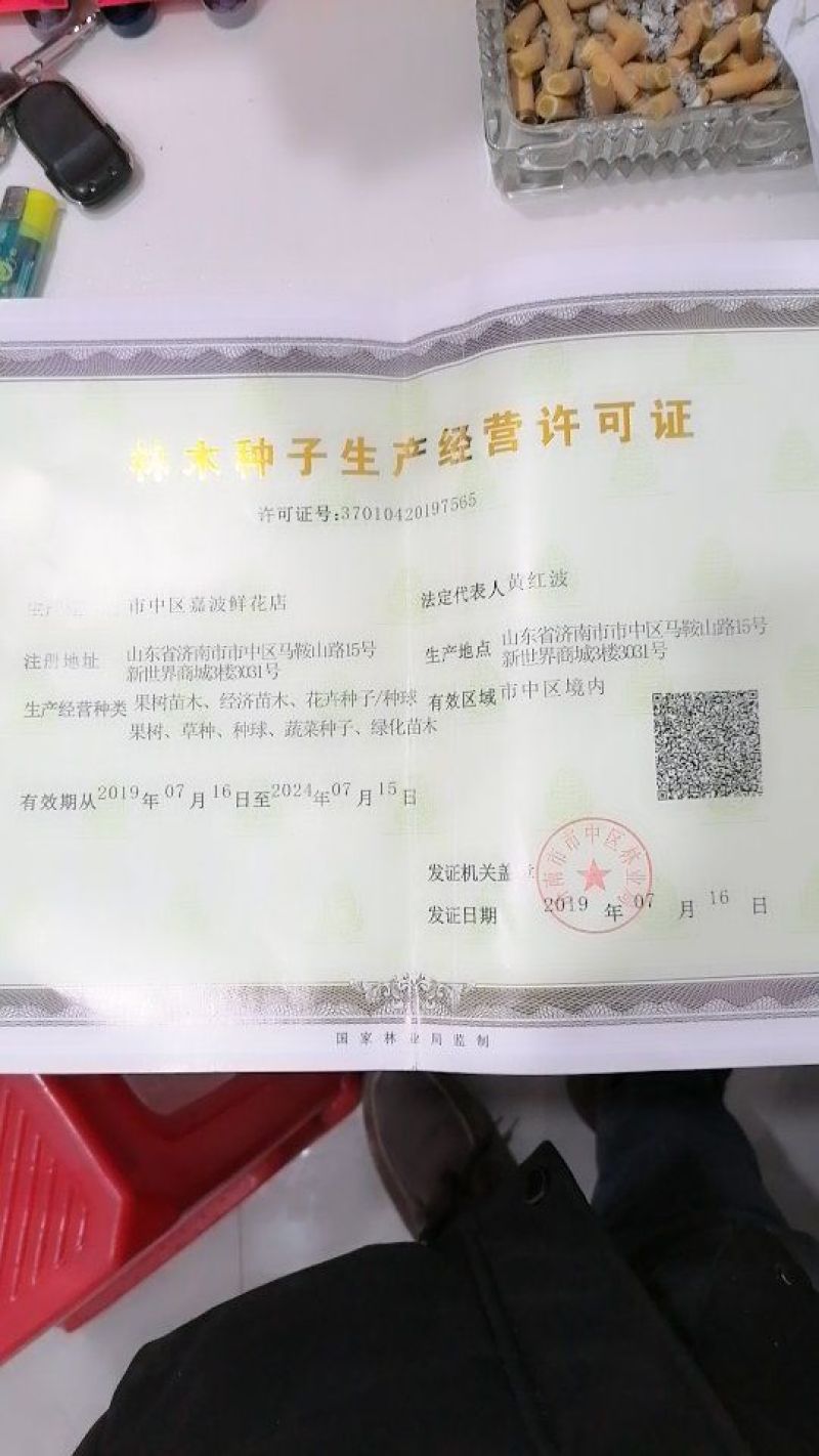 野豌豆种子箭舌豌豆优质高效绿肥饲肥兼用适应性广抗逆性强