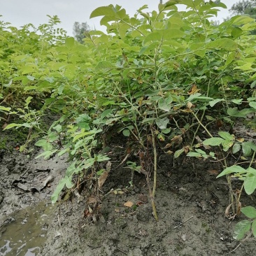 四季玫瑰地苗粉花30-40高，成都基地直销