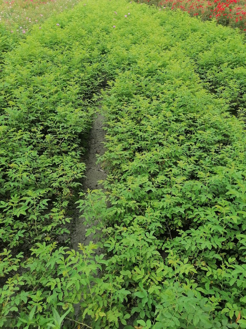 四季玫瑰地苗粉花30-40高，成都基地直销