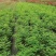 四季玫瑰地苗粉花30-40高，成都基地直销