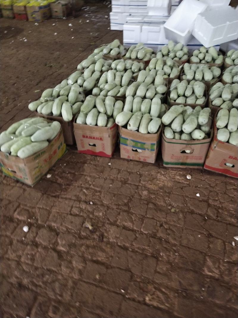 博洋甜瓜大量供应了，产地发货，货源稳定，诚信经营