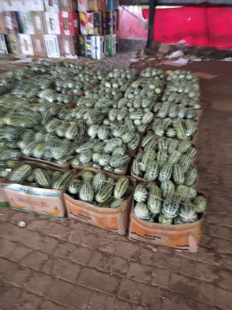 博洋甜瓜大量供应了，产地发货，货源稳定，诚信经营