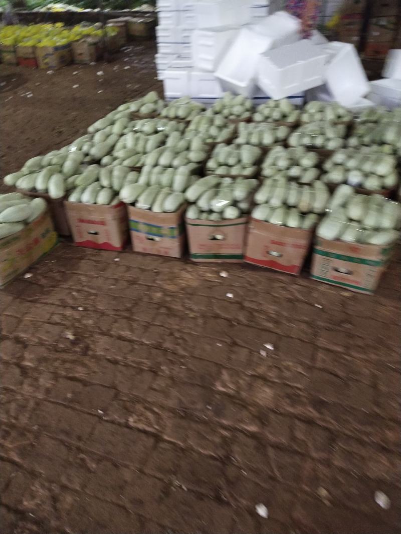 博洋甜瓜大量供应了，产地发货，货源稳定，诚信经营
