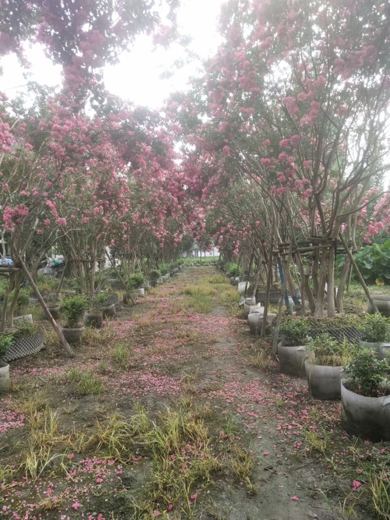 四川大红丛生紫薇，容器苗，一丛3-4根。