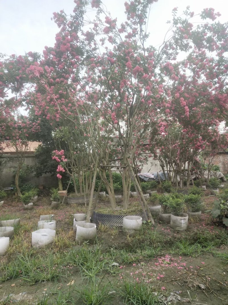 四川大红丛生紫薇，容器苗，一丛3-4根。