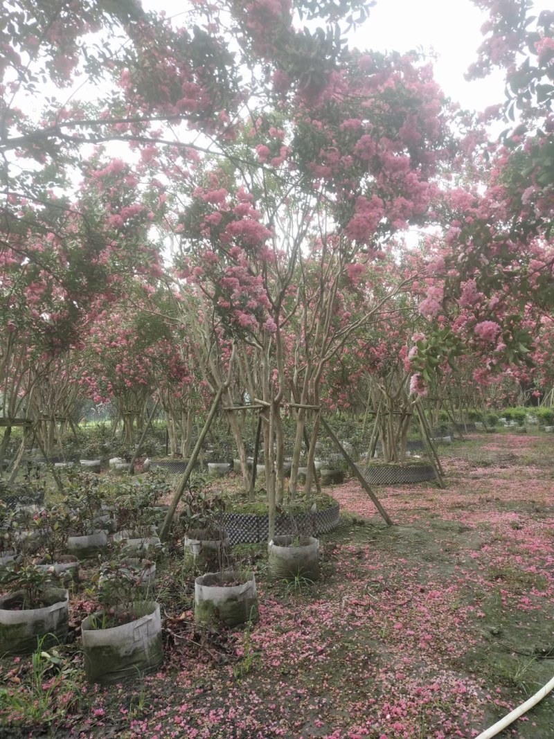 四川大红丛生紫薇，容器苗，一丛3-4根。