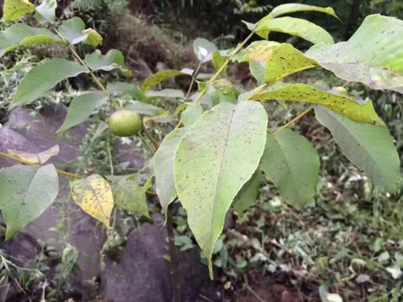 早实泡核桃种子（方核一号）当年挂果诚信经营公司供应
