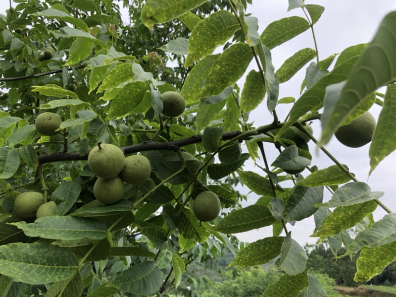 早实泡核桃种子（方核一号）当年挂果诚信经营公司供应