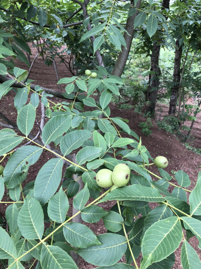 早实泡核桃种子（方核一号）当年挂果诚信经营公司供应